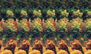 世界上最牛的立体画 世界上最牛的立体画
